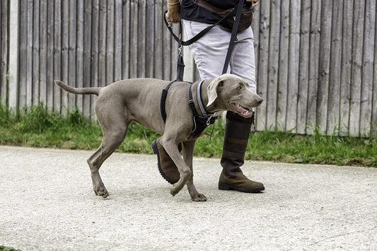 No Pull Dog Harness | Size L, Black