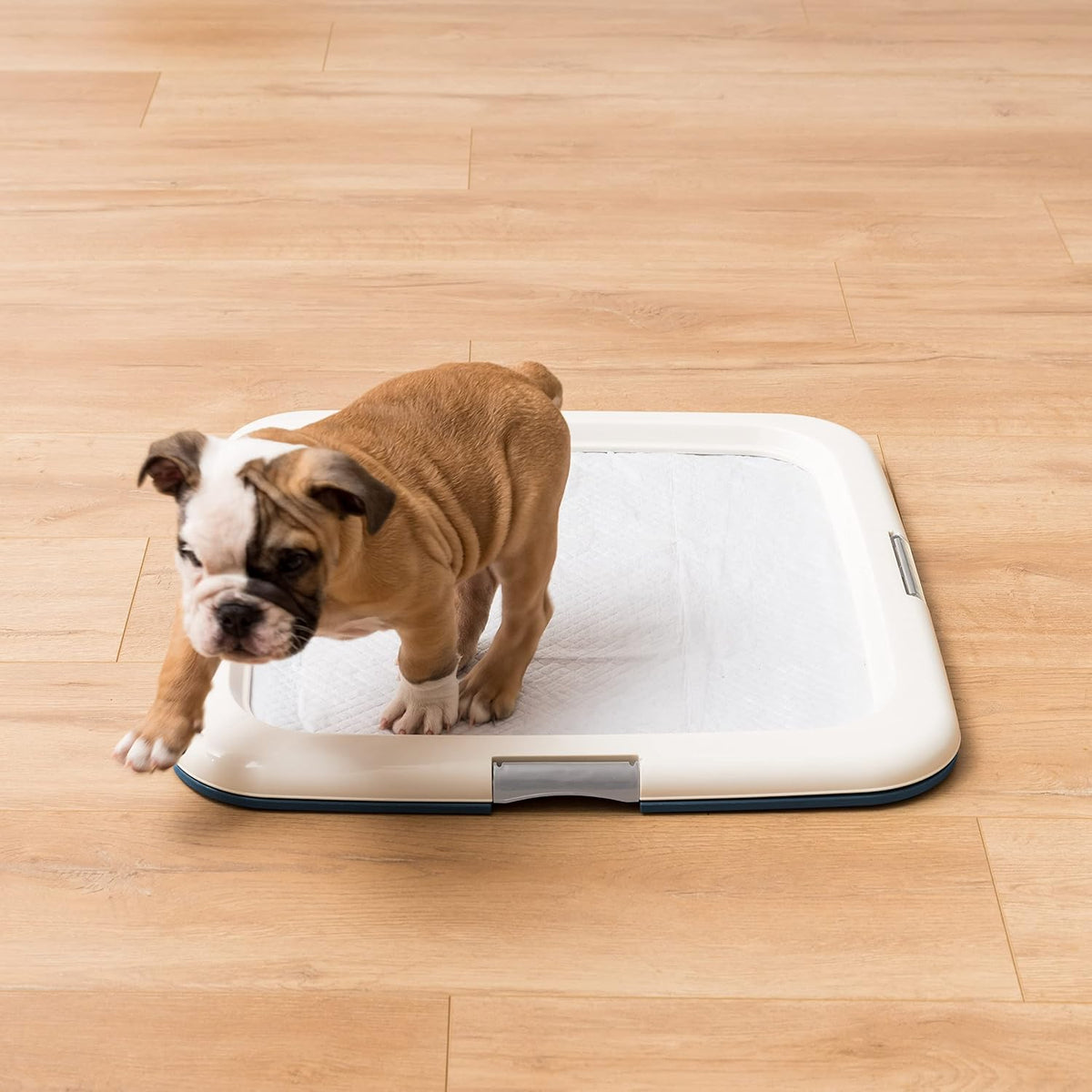 Secure Pee Pad Holder for Regular Sized Dogs, Fits 22"x22" Pad, Gray