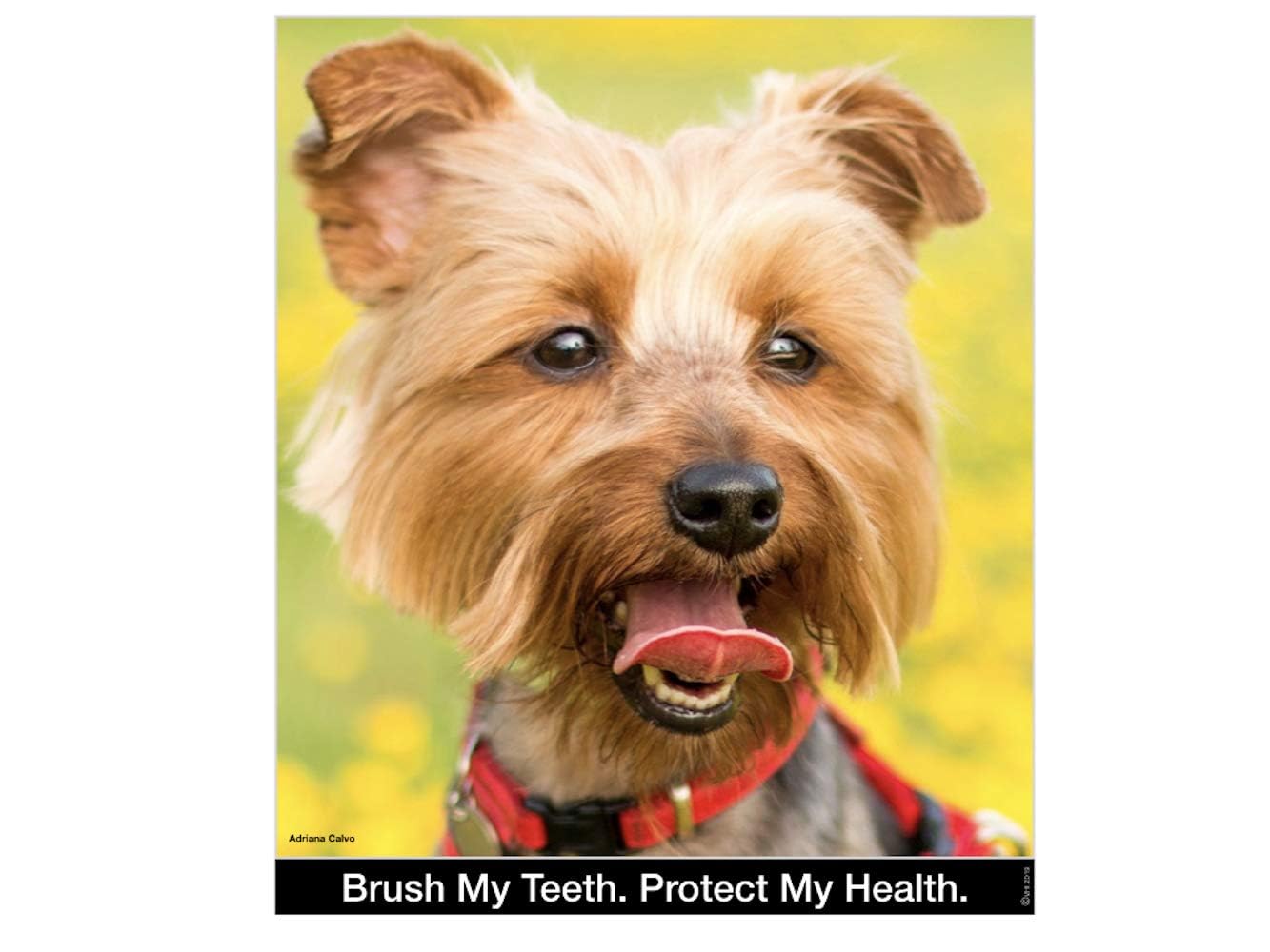 Brush My Teeth Small Dog Toothbrush, Rounded Brush Head -Soft Flexible Bristles, Safe and Gentle Brushing for Small Dogs, Small Breeds and Puppy, Daily Brushing Adds Years of Healthy Life, Multicolor