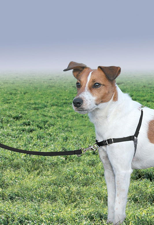 Easy Walk Harness, No Pull Dog Harness, Black, Medium | Patented Martingale Loop Gives Gradual Shoulder Pressure to Stop Pulling, Front-Chest Leash Clip Prevents Gagging