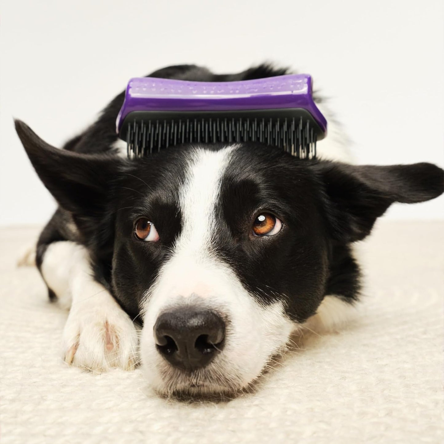 Pet Teezer De-Shedding Dog Brush by Tangle Teezer, Dog Grooming Tool for Long Haired Breeds and Wet or Dry Fur, Large, Blue & Pink