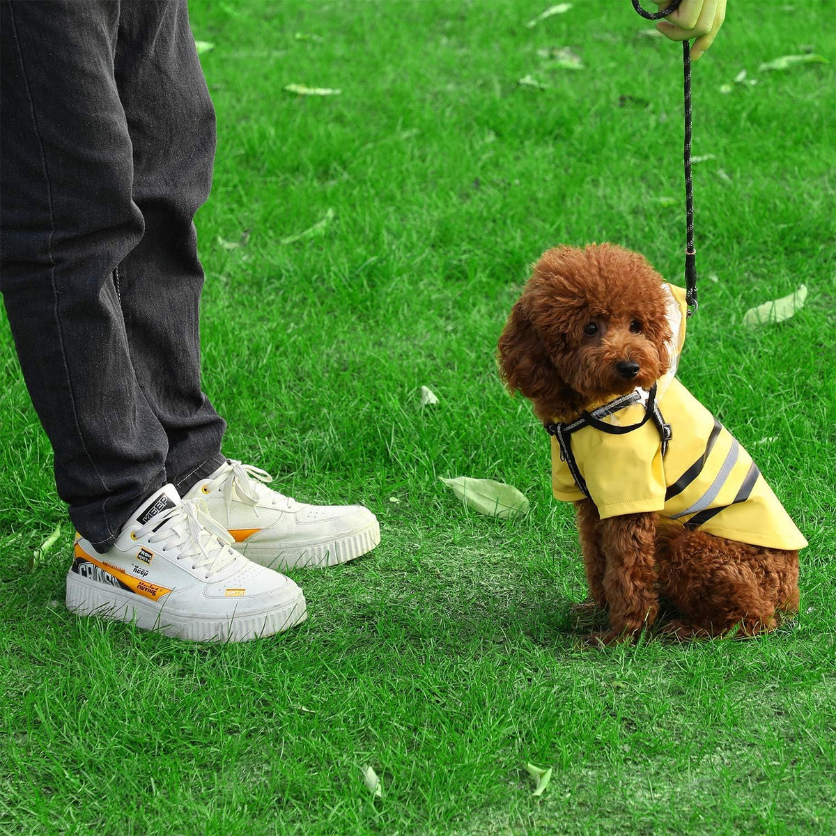 Reflective Dog Raincoat Dog Rain Jacket with Hood Lightweight Waterproof Rain Coat for Puppies (Blue M)