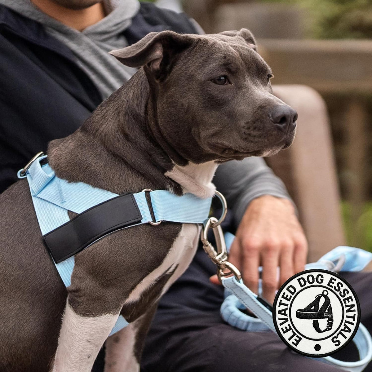 Co. Dog Harness for Medium Sized Dogs (Brown, Medium) | One Click Buckle, Chafe Resistant Webbing, Adjustable Neck & Chest, and Heavy Duty D-Ring, Sturdy Comfortable and Easy to Use