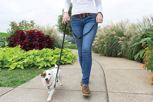Easy Walk 3 in 1 No Pull Dog Harness, Teal, Small