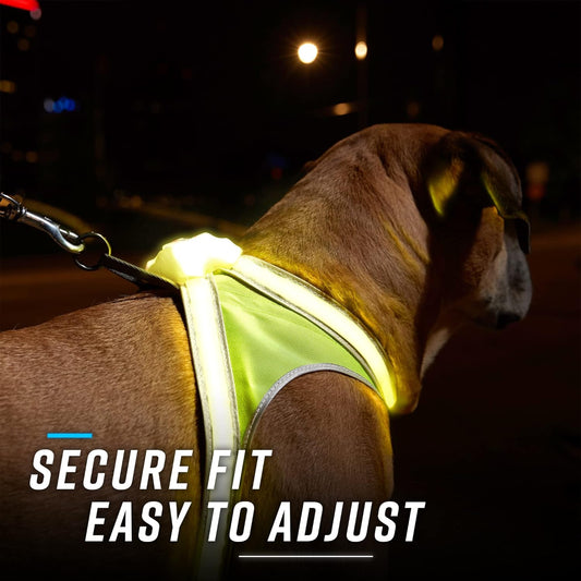 LightHound Light Up Reflective Dog Harness, Large