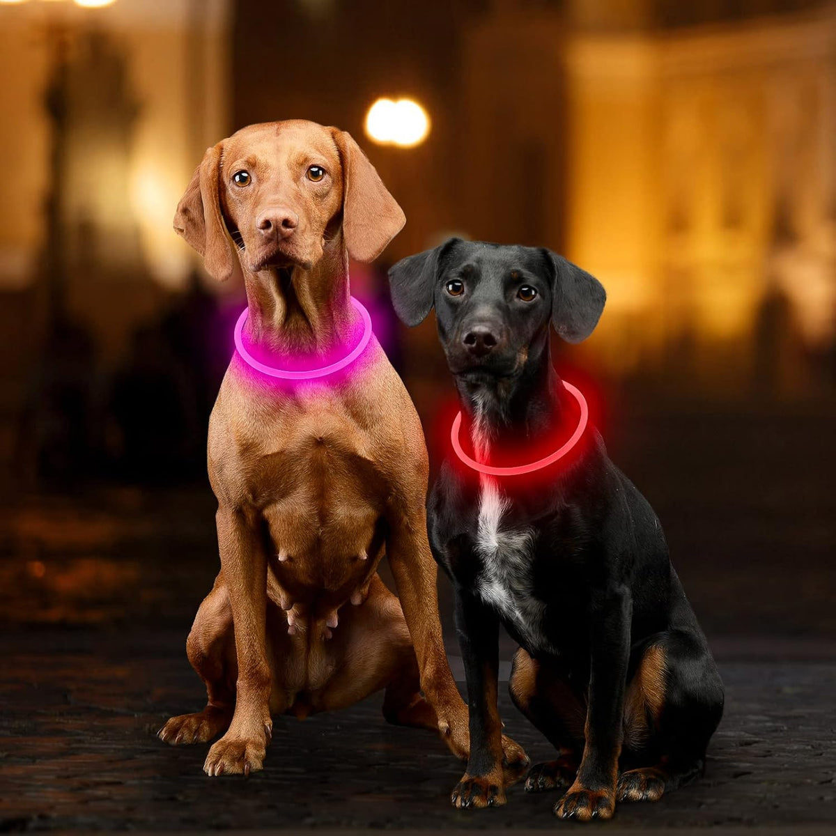 Light Up Dog Collar, USB Rechargeable, LED, Green+Blue