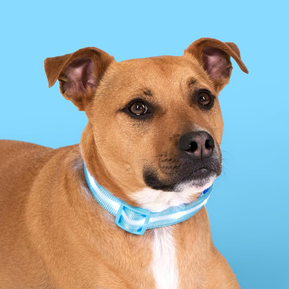 Light Up Dog Collar - The Original LED Dog Collar - USB Rechargeable - Waterproof - 1,000 Feet of Visibility - Dog Collar Light for Small, Medium, Large Dogs - USA Brand