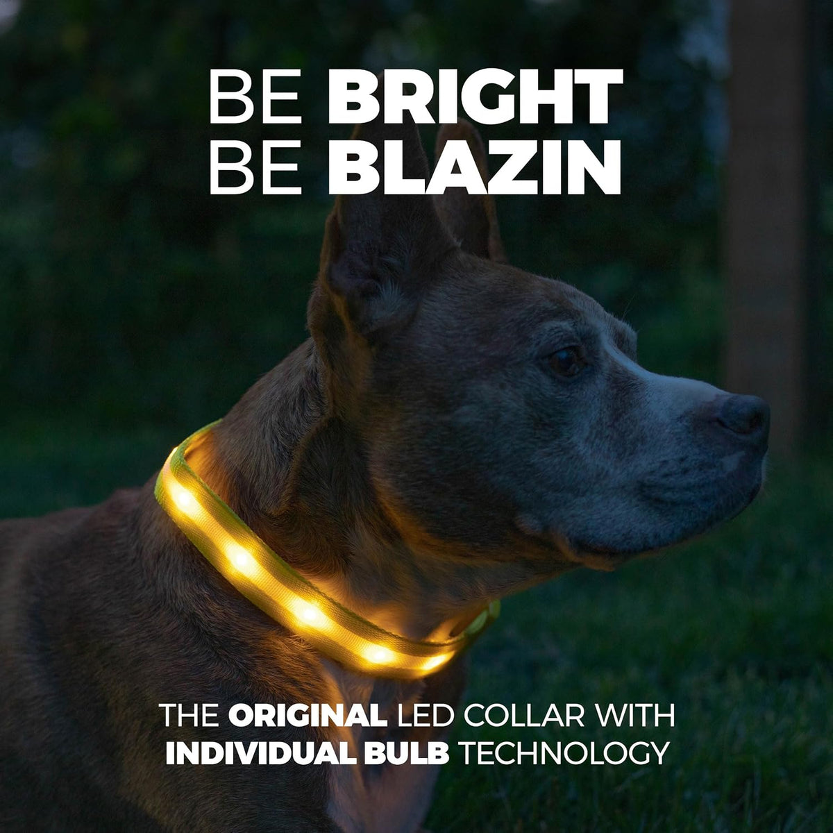 Light Up Dog Collar - The Original LED Dog Collar - USB Rechargeable - Waterproof - 1,000 Feet of Visibility - Dog Collar Light for Small, Medium, Large Dogs - USA Brand