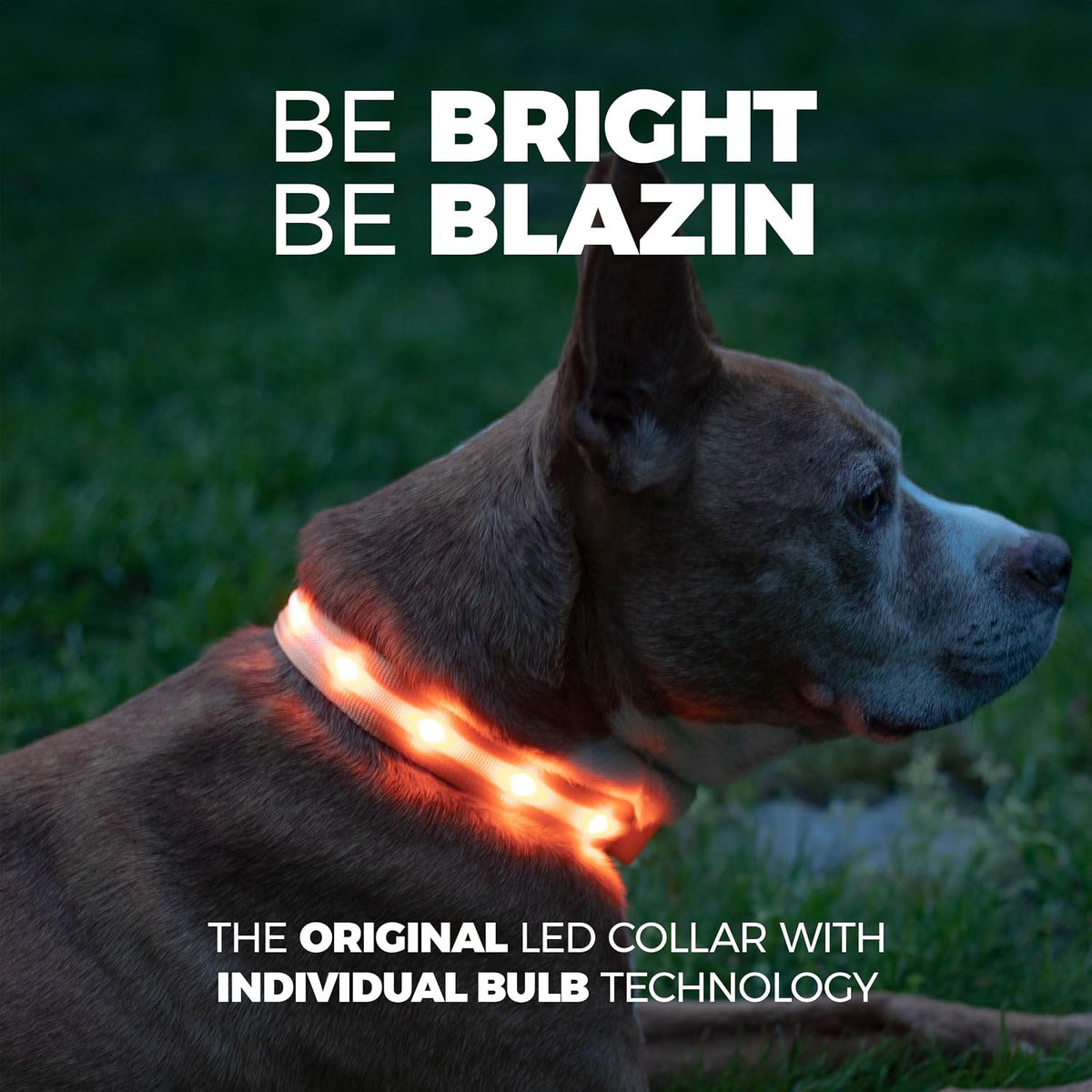 Light Up Dog Collar - The Original LED Dog Collar - USB Rechargeable - Waterproof - 1,000 Feet of Visibility - Dog Collar Light for Small, Medium, Large Dogs - USA Brand
