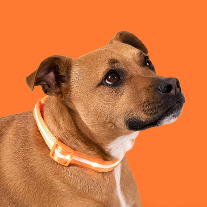 Light Up Dog Collar - The Original LED Dog Collar - USB Rechargeable - Waterproof - 1,000 Feet of Visibility - Dog Collar Light for Small, Medium, Large Dogs - USA Brand