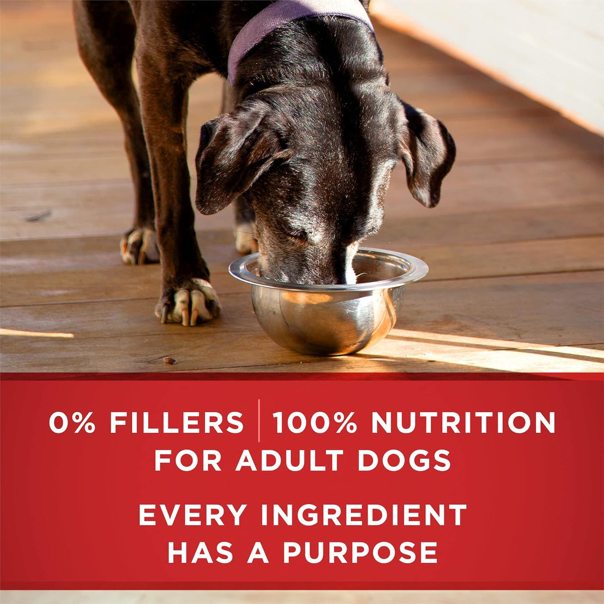 Plus Senior Wet Dog Food, Turkey & Barley, (12) 13 oz Cans