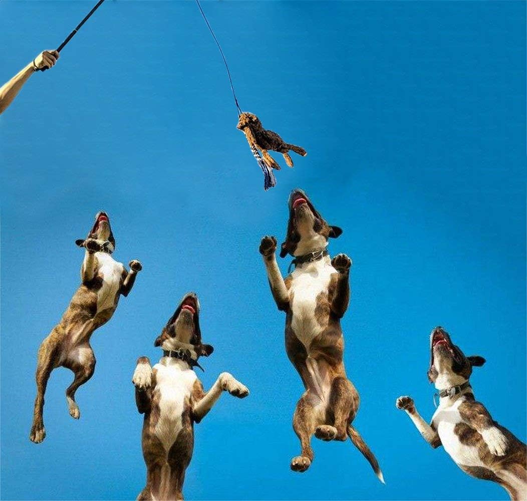 Dog Extendable Teaser Wand Pet Flirt Stick Pole Puppy Chasing Tail Interactive Toy for Small Medium Large Dogs Training Playing Exercise