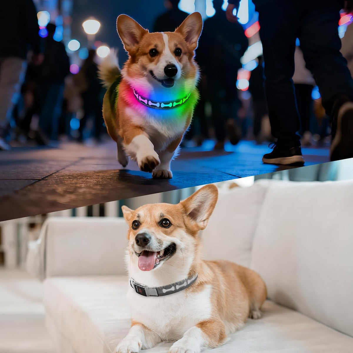 LED Dog Collar Light up USB Rechargeable, 7-Color Glow, Grey, L
