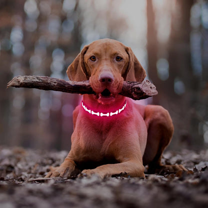 LED Dog Collar Light up USB Rechargeable, 7-Color Glow, Grey, L