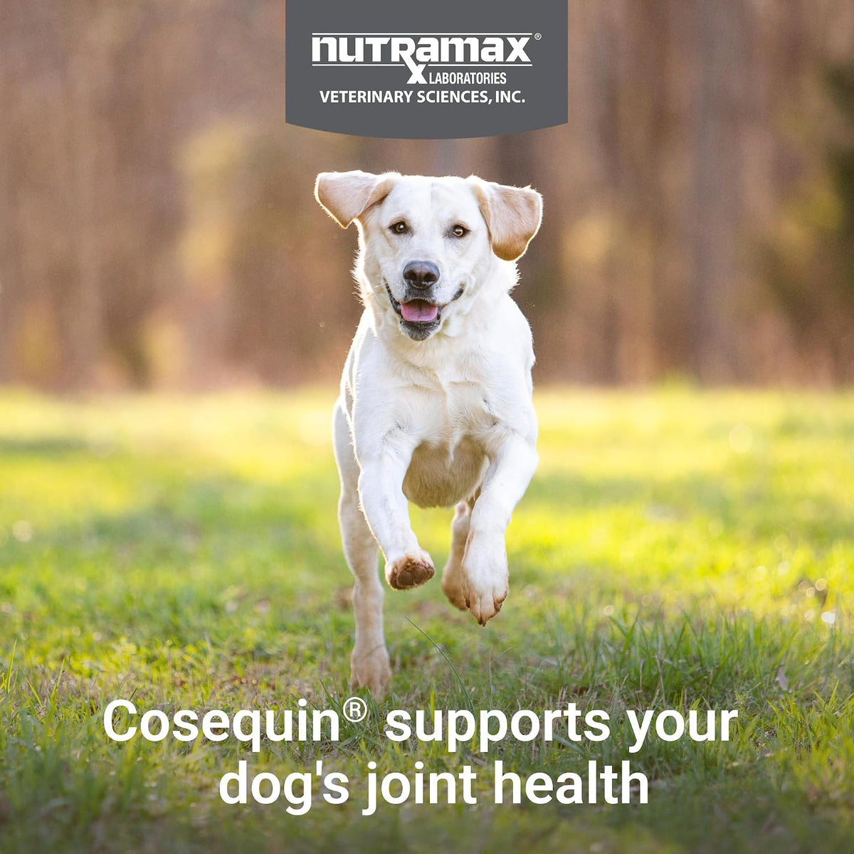 Nutramax Cosequin Joint Supplement for Dogs, Skin & Coat, Soft Chews,120ct