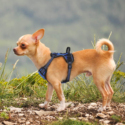 Dog Harness, No Pull for Large Dogs with 2 Leash Clips, Pet Vest | No Choke with Handle, Adjustable Soft Padded, Reflective, Easy Control for Walking, Black, Large