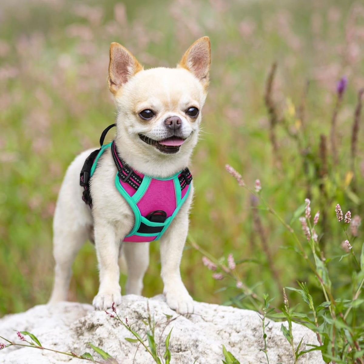 Dog Harness, No Pull for Large Dogs with 2 Leash Clips, Pet Vest | No Choke with Handle, Adjustable Soft Padded, Reflective, Easy Control for Walking, Black, Large