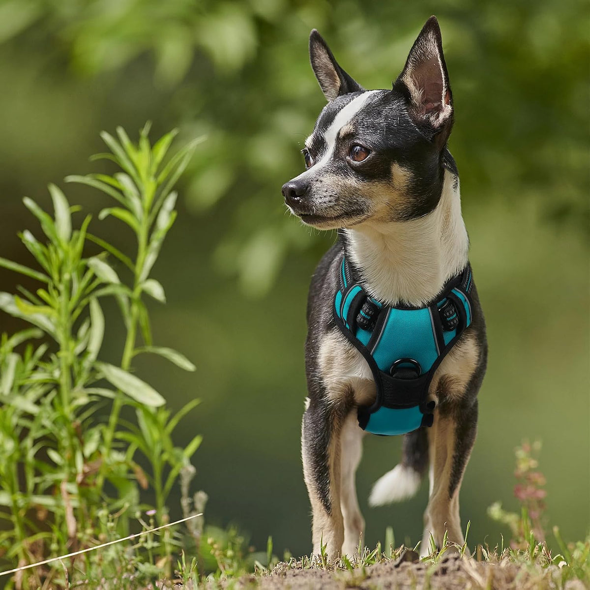 Dog Harness, No Pull for Large Dogs with 2 Leash Clips, Pet Vest | No Choke with Handle, Adjustable Soft Padded, Reflective, Easy Control for Walking, Black, Large