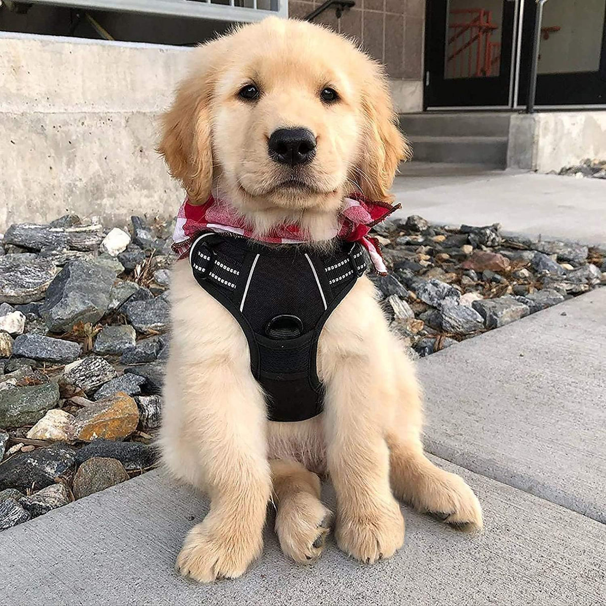 Dog Harness, No Pull for Large Dogs with 2 Leash Clips, Pet Vest | No Choke with Handle, Adjustable Soft Padded, Reflective, Easy Control for Walking, Black, Large