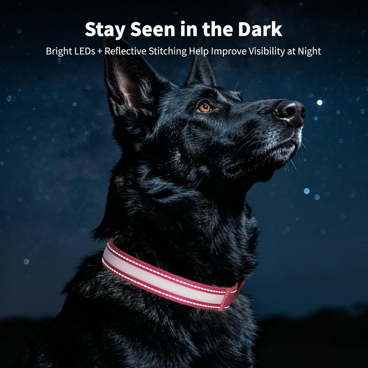 Light up Collars for Dogs at Night, 7-Color Glow, USB C Rechargeable