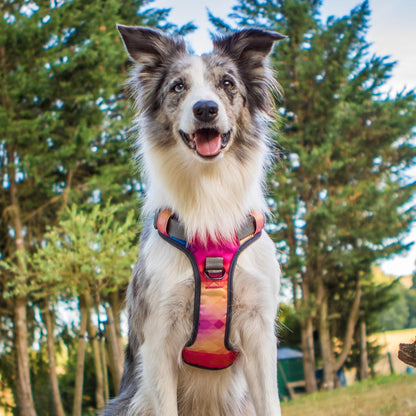 Embark No Pull Dog Harness, Reflective Adjustable Training Vest, No Choke
