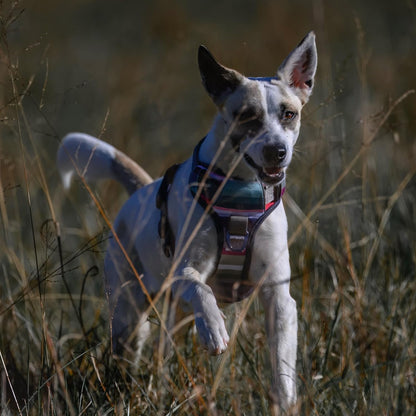 Embark No Pull Dog Harness, Reflective Adjustable Training Vest, No Choke