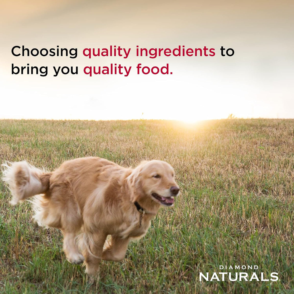 Puppy, Adult & Senior Dry Dog Food, Chicken & Rice, 40lb