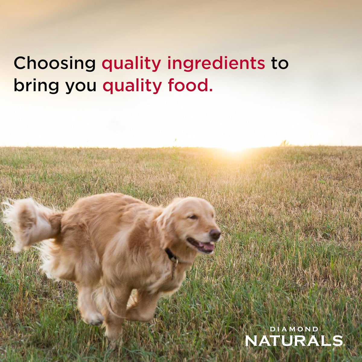 Puppy, Adult & Senior Dry Dog Food, Chicken & Rice, 40lb