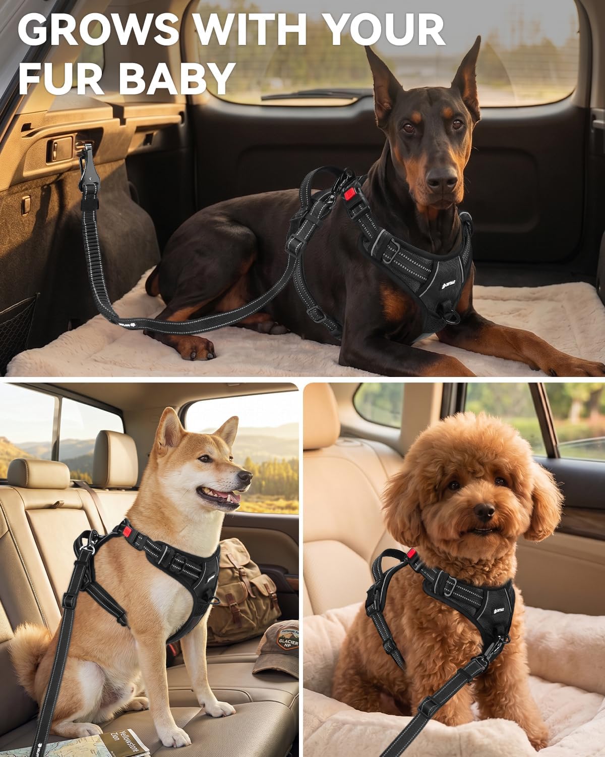 3-in-1 Bungee Dog Seat Belt for Car, Medium and Large Dogs, Black