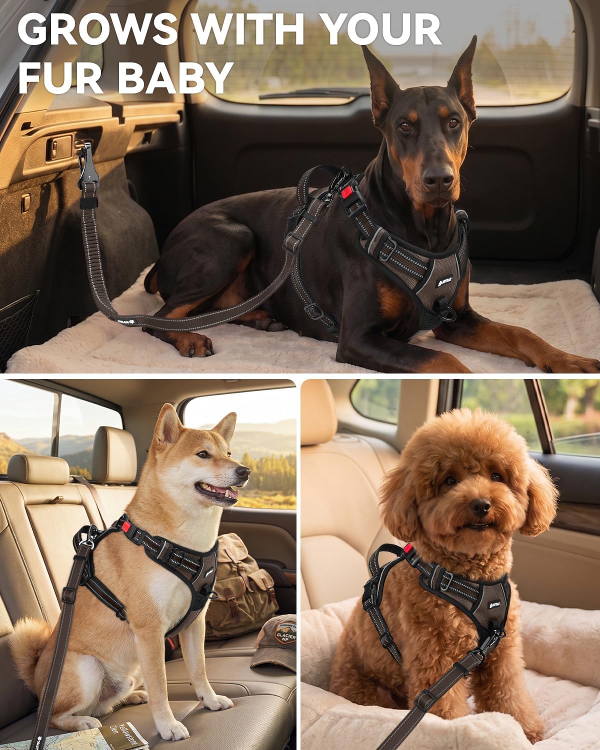 3-in-1 Bungee Dog Seat Belt for Car, Medium and Large Dogs, Black