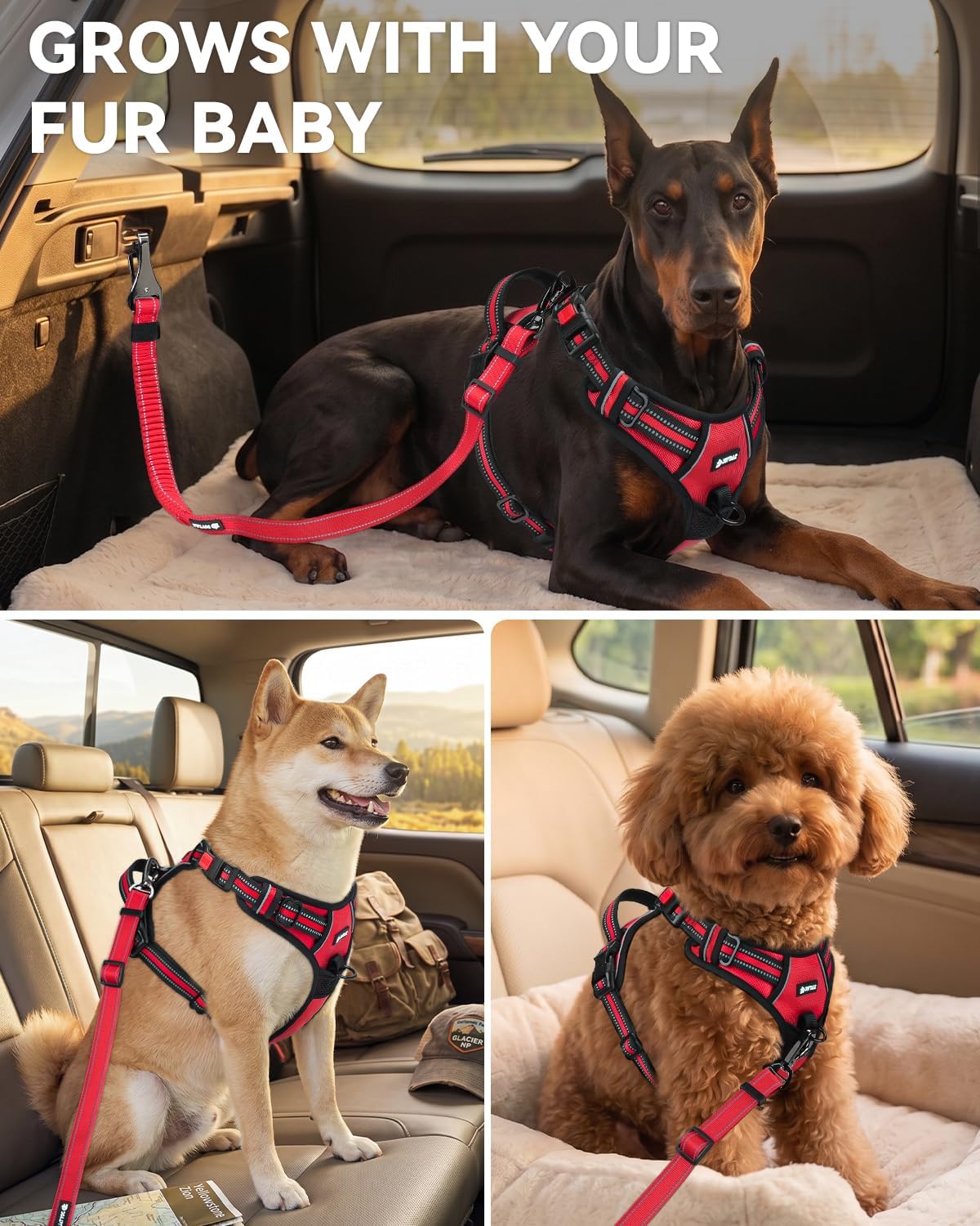 3-in-1 Bungee Dog Seat Belt for Car, Medium and Large Dogs, Black