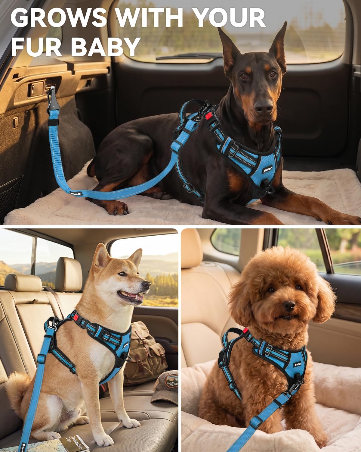3-in-1 Bungee Dog Seat Belt for Car, Medium and Large Dogs, Black