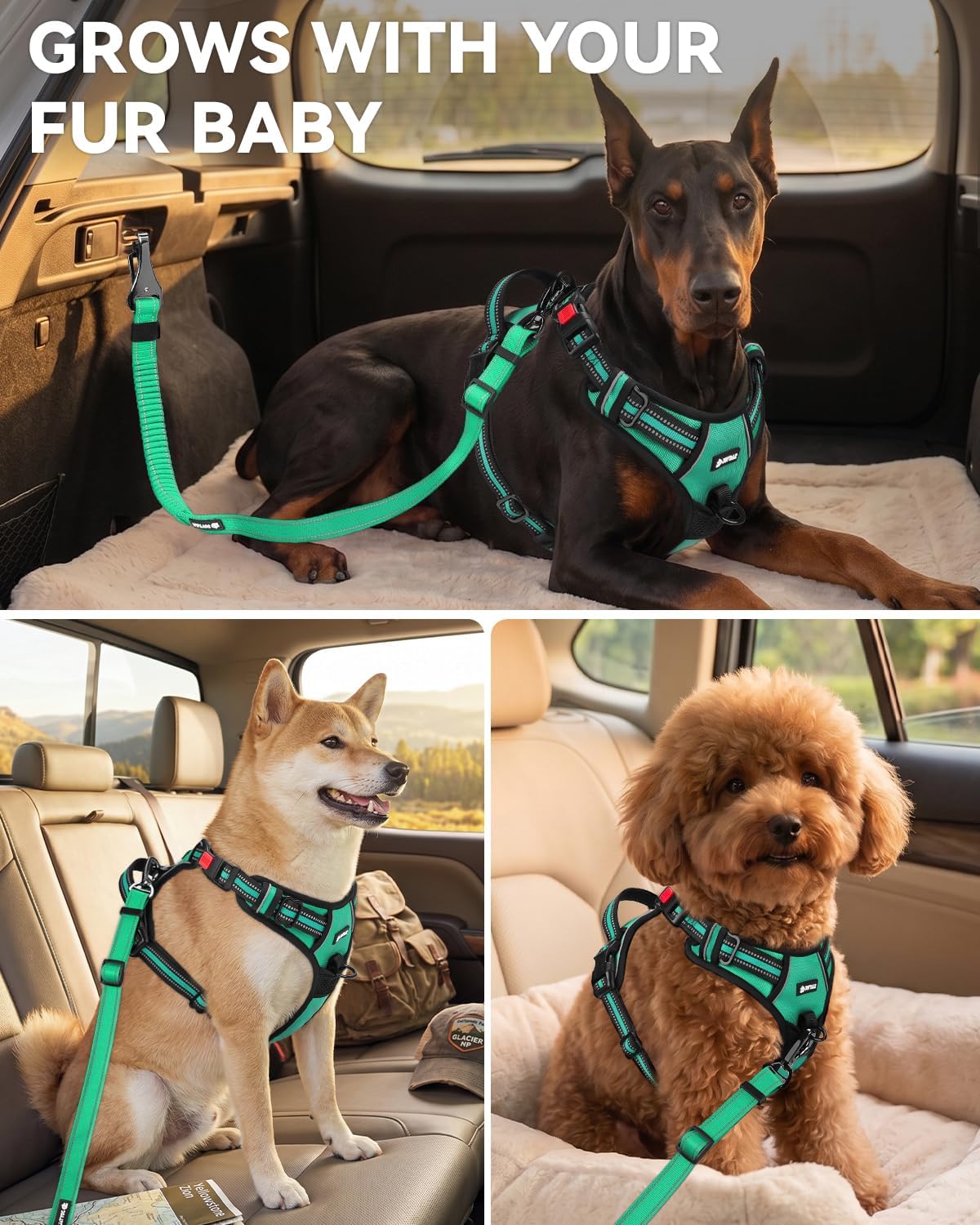 3-in-1 Bungee Dog Seat Belt for Car, Medium and Large Dogs, Black