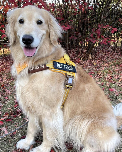 AUROTH Dog Harness and Leash Set for Medium Sized Dog, No Pull Dog Vest