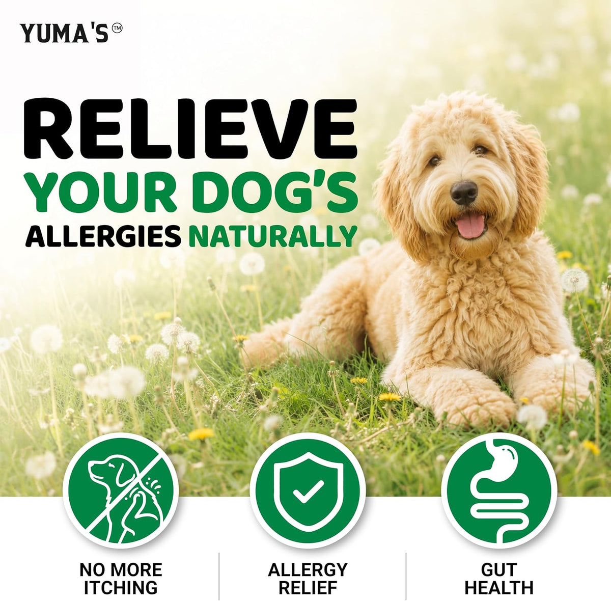 Dog Allergy Relief Chews - 170 Treats, Itchy Skin and Seasonal Itch Support