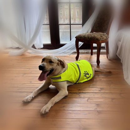 Blaze Orange Reflective Dog Safety Vest for Walking & Jogging L