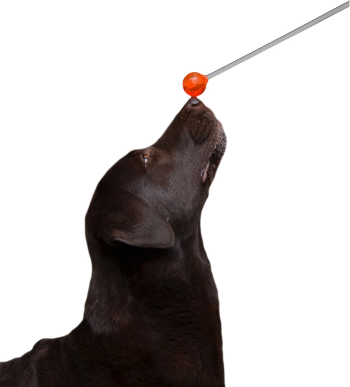 Lollipop Target Stick - Perfect for Teaching Tricks, Behaviors & Focus with Irresistible Target - Fun & Effective Dog Training Stick with Translucent Handle - 14”, Blue