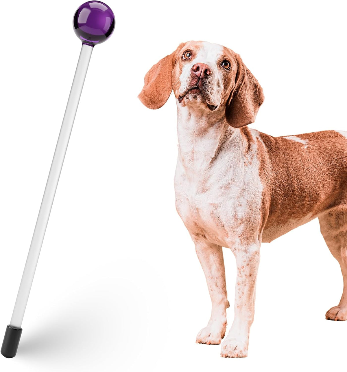Lollipop Target Stick - Perfect for Teaching Tricks, Behaviors & Focus with Irresistible Target - Fun & Effective Dog Training Stick with Translucent Handle - 14”, Blue