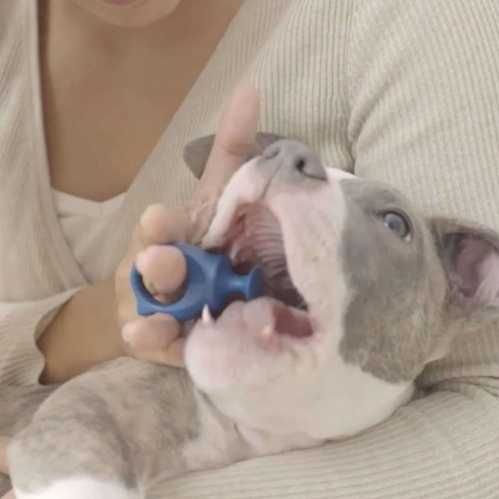 Paw Ready Pet Toothbrushing Assistant for Dogs and Cats Allows You to Brush Your pet’s Teeth Without Constantly Worrying About Getting Bitten Medium Size for Pets Between 15-85 lbs. (7-38.5 Kg)