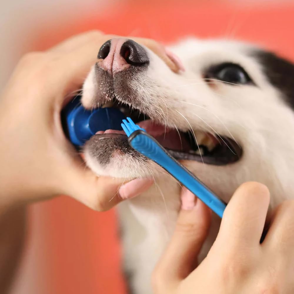 Paw Ready Pet Toothbrushing Assistant for Dogs and Cats Allows You to Brush Your pet’s Teeth Without Constantly Worrying About Getting Bitten Medium Size for Pets Between 15-85 lbs. (7-38.5 Kg)
