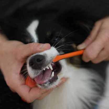 Paw Ready Pet Toothbrushing Assistant for Dogs and Cats Allows You to Brush Your pet’s Teeth Without Constantly Worrying About Getting Bitten Medium Size for Pets Between 15-85 lbs. (7-38.5 Kg)