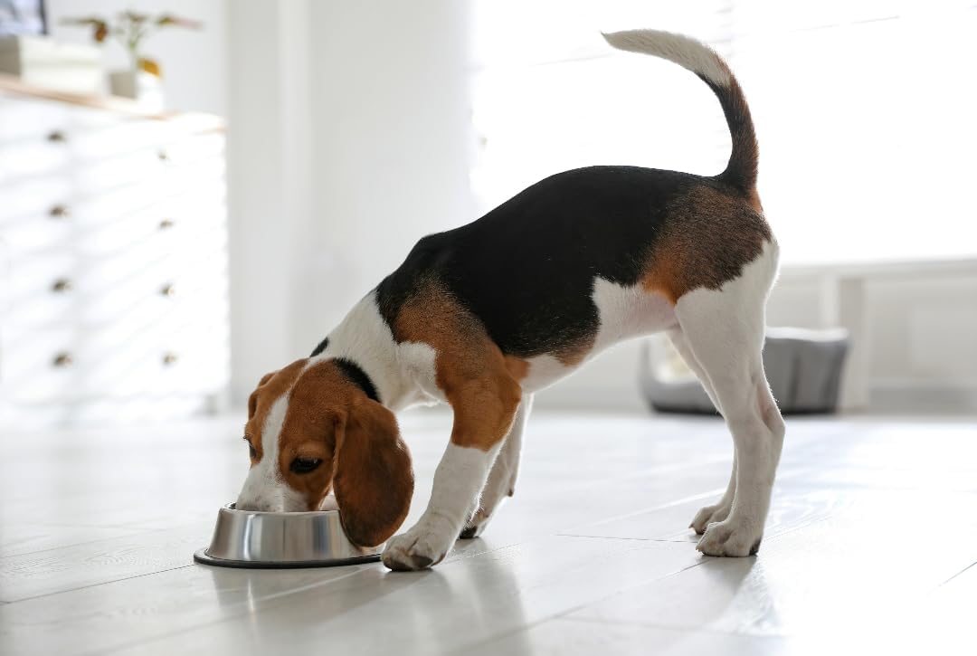 Van Ness Pets Large Non Tip Stainless Steel Dog Bowl, 64 OZ Food And Water Dish, Wide Base Prevents Spills
