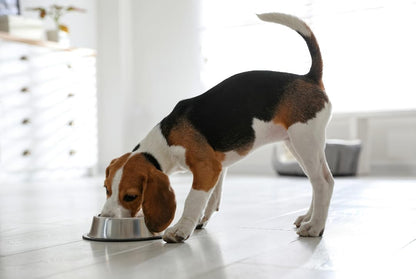 Van Ness Pets Large Non Tip Stainless Steel Dog Bowl, 64 OZ Food And Water Dish, Wide Base Prevents Spills