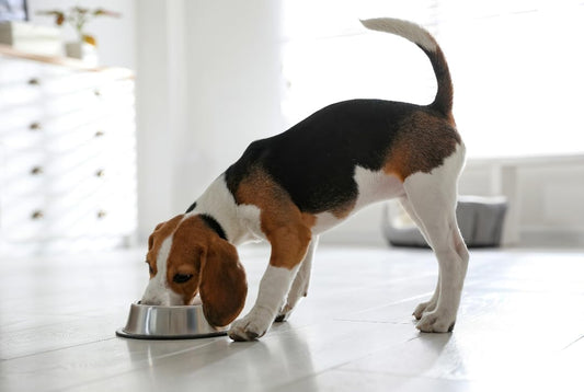 Van Ness Pets Large Non Tip Stainless Steel Dog Bowl, 64 OZ Food And Water Dish, Wide Base Prevents Spills
