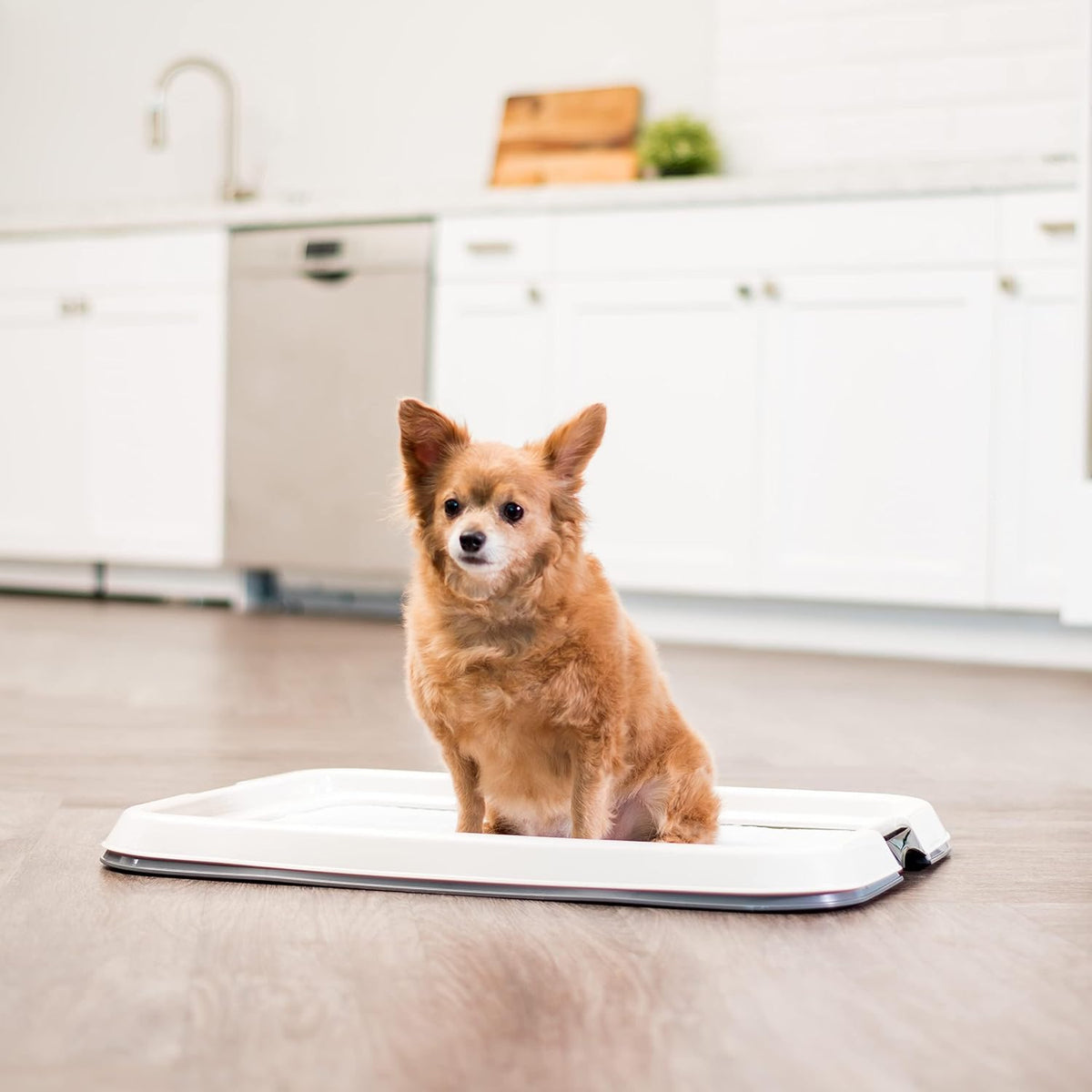 Secure Pee Pad Holder for Regular Sized Dogs, Fits 22"x22" Pad, Gray