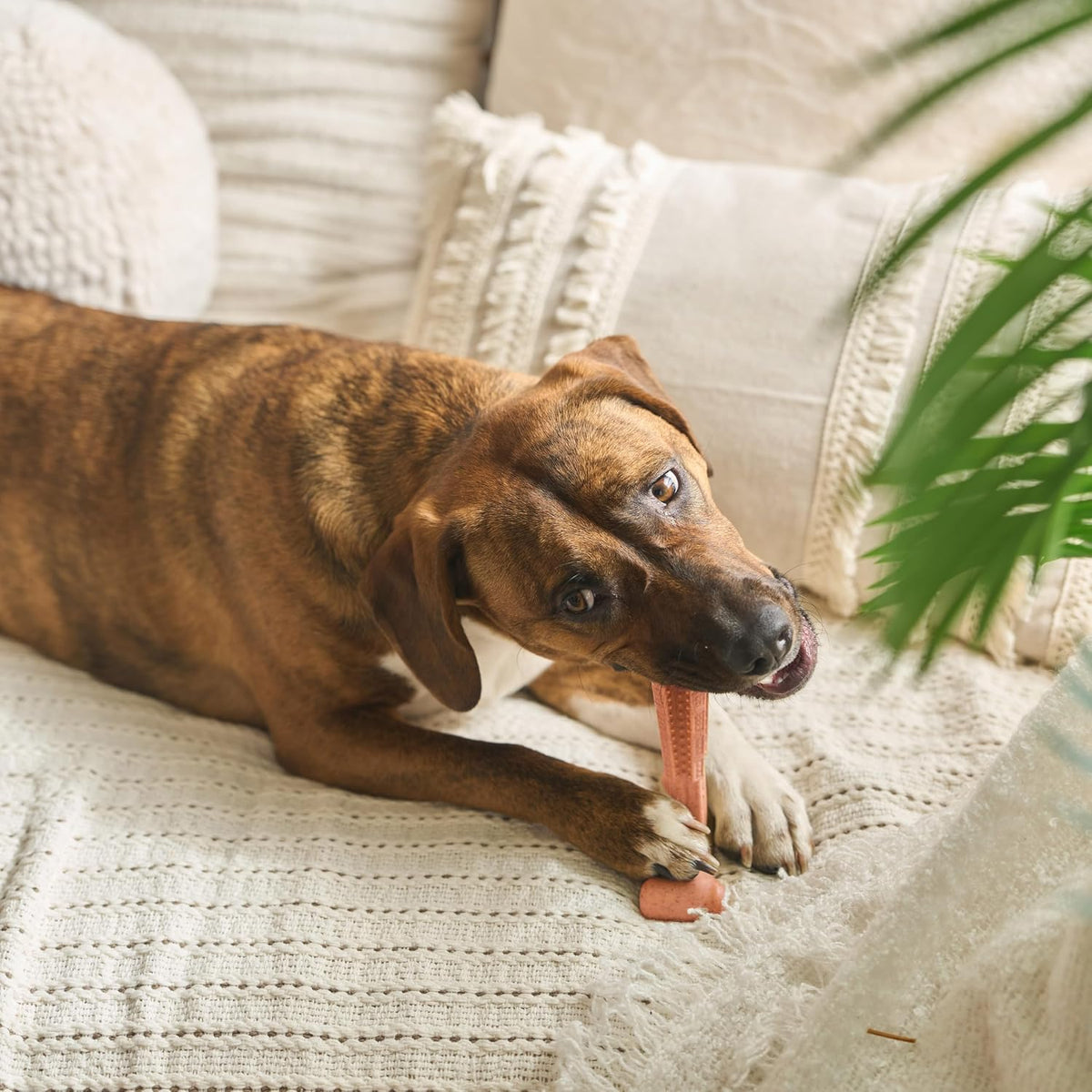 Bam-Bones Plus T Bone – Bamboo Fiber & Nylon Dog Chew Toy for Moderate to Aggressive Chewers, Durable Long Lasting & Non-Splintering, Beef Flavor Toy for Adult Dogs & Puppies Under 60 lbs, 6 in