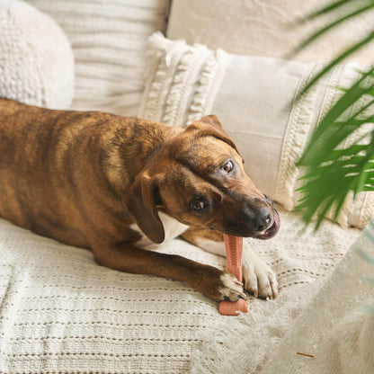 Bam-Bones Plus T Bone – Bamboo Fiber & Nylon Dog Chew Toy for Moderate to Aggressive Chewers, Durable Long Lasting & Non-Splintering, Beef Flavor Toy for Adult Dogs & Puppies Under 60 lbs, 6 in