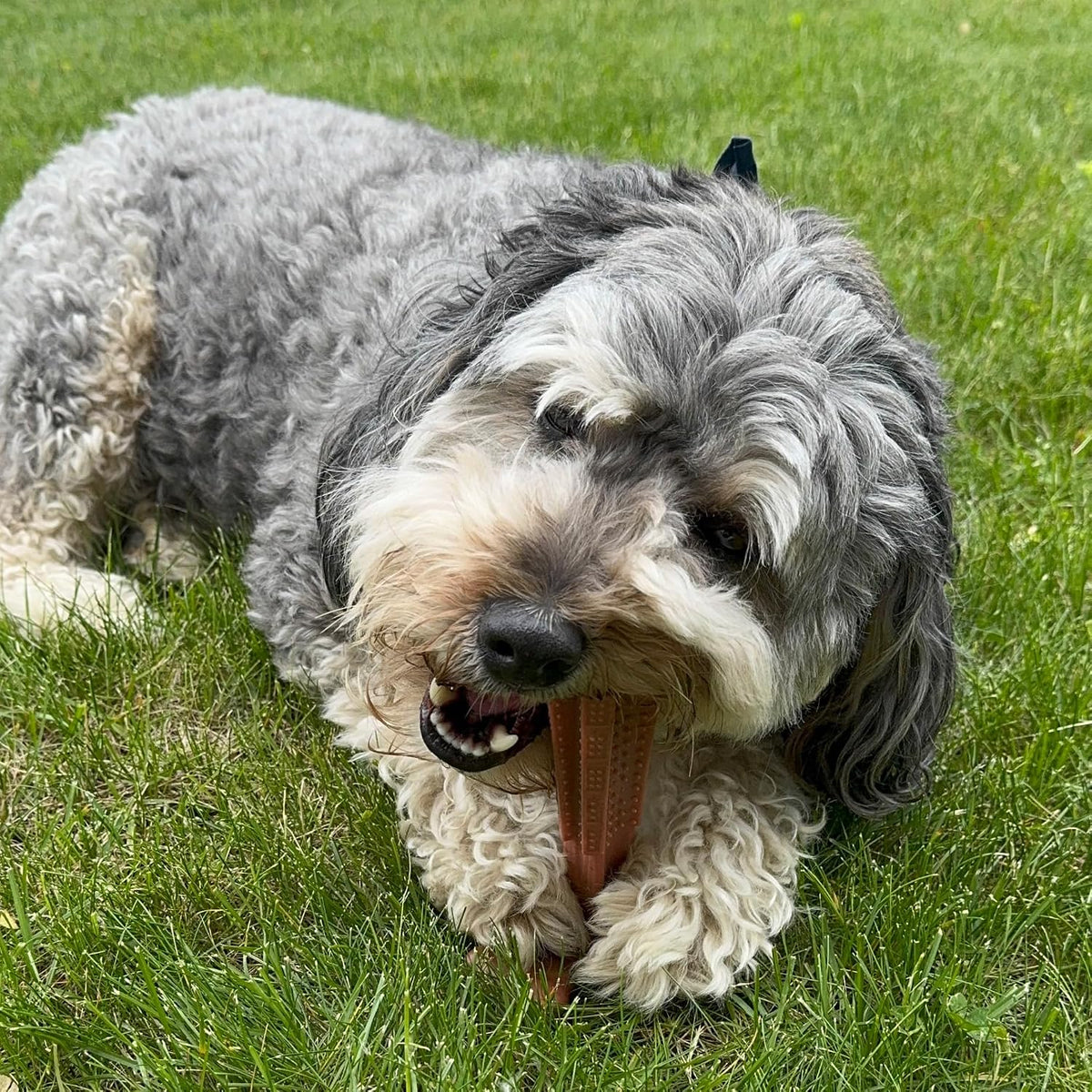 Bam-Bones Plus T Bone – Bamboo Fiber & Nylon Dog Chew Toy for Moderate to Aggressive Chewers, Durable Long Lasting & Non-Splintering, Beef Flavor Toy for Adult Dogs & Puppies Under 60 lbs, 6 in