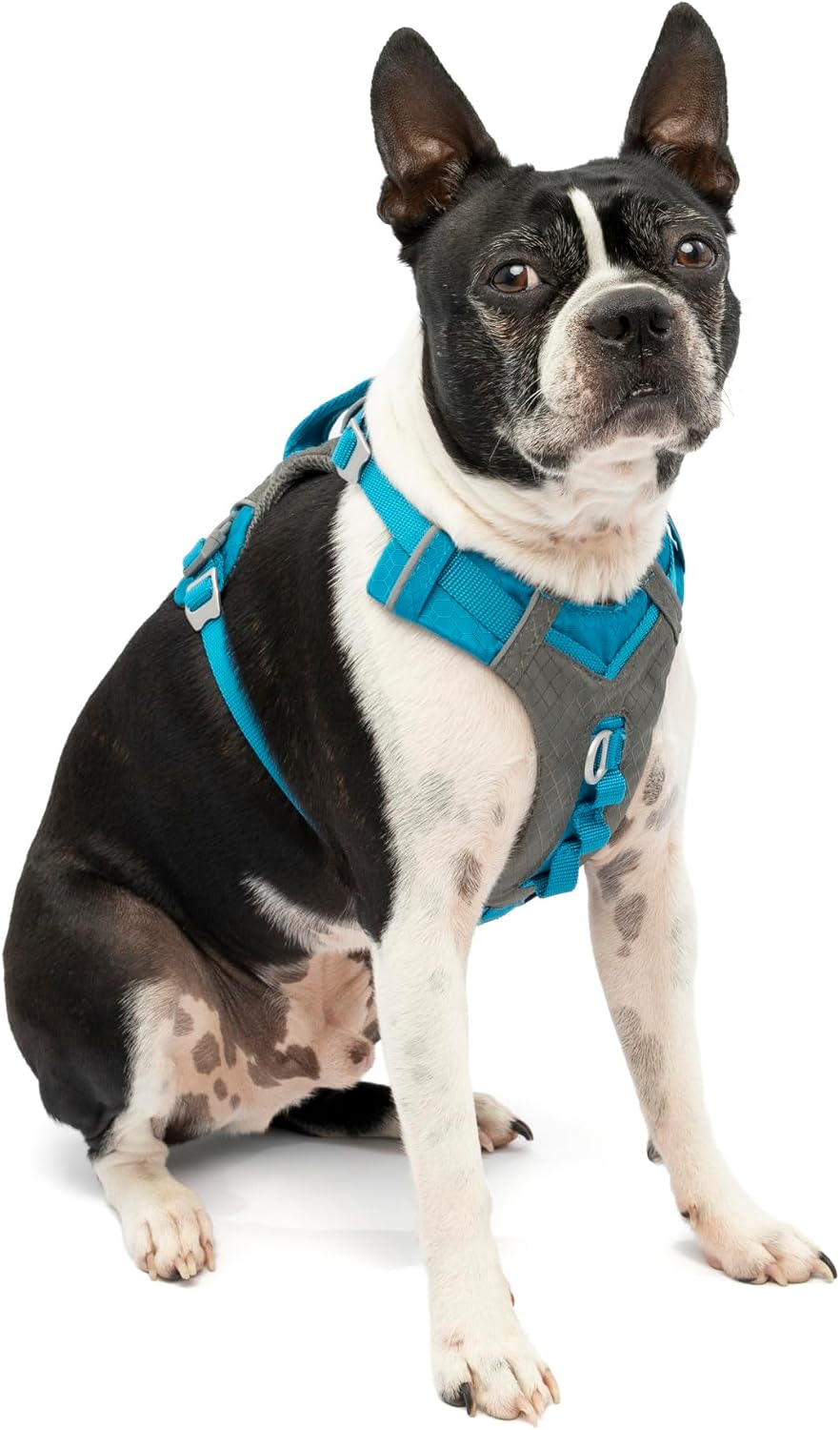 Journey Air Dog Harness, Black, Medium