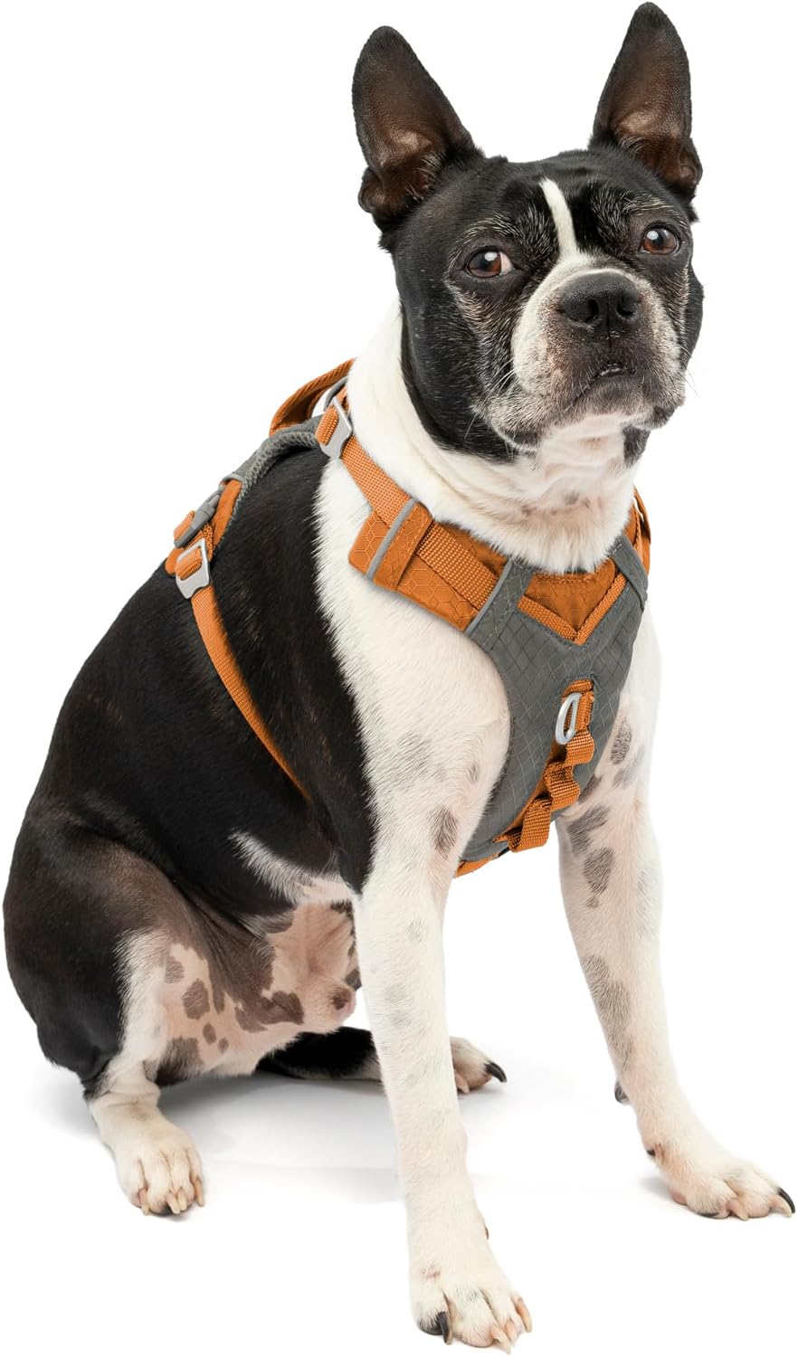 Journey Air Dog Harness, Black, Medium